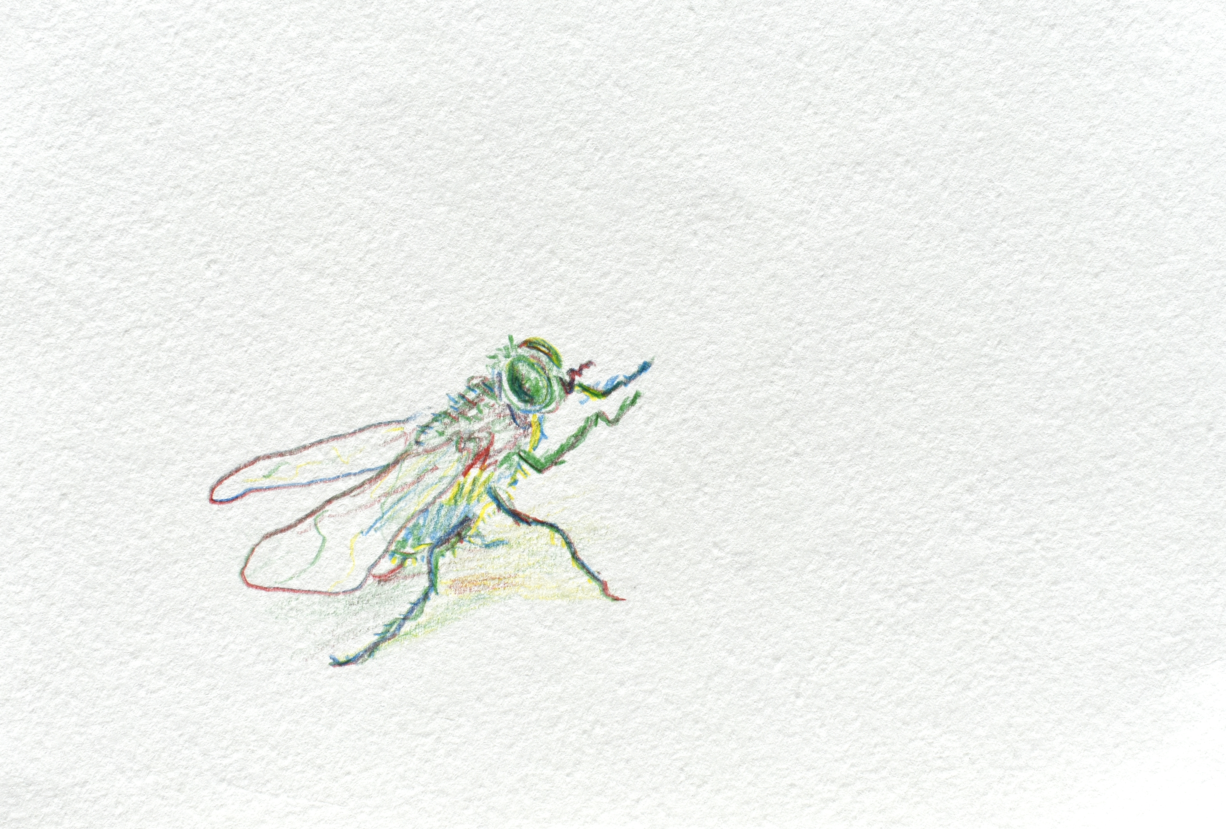 Mosca — dibujo 1