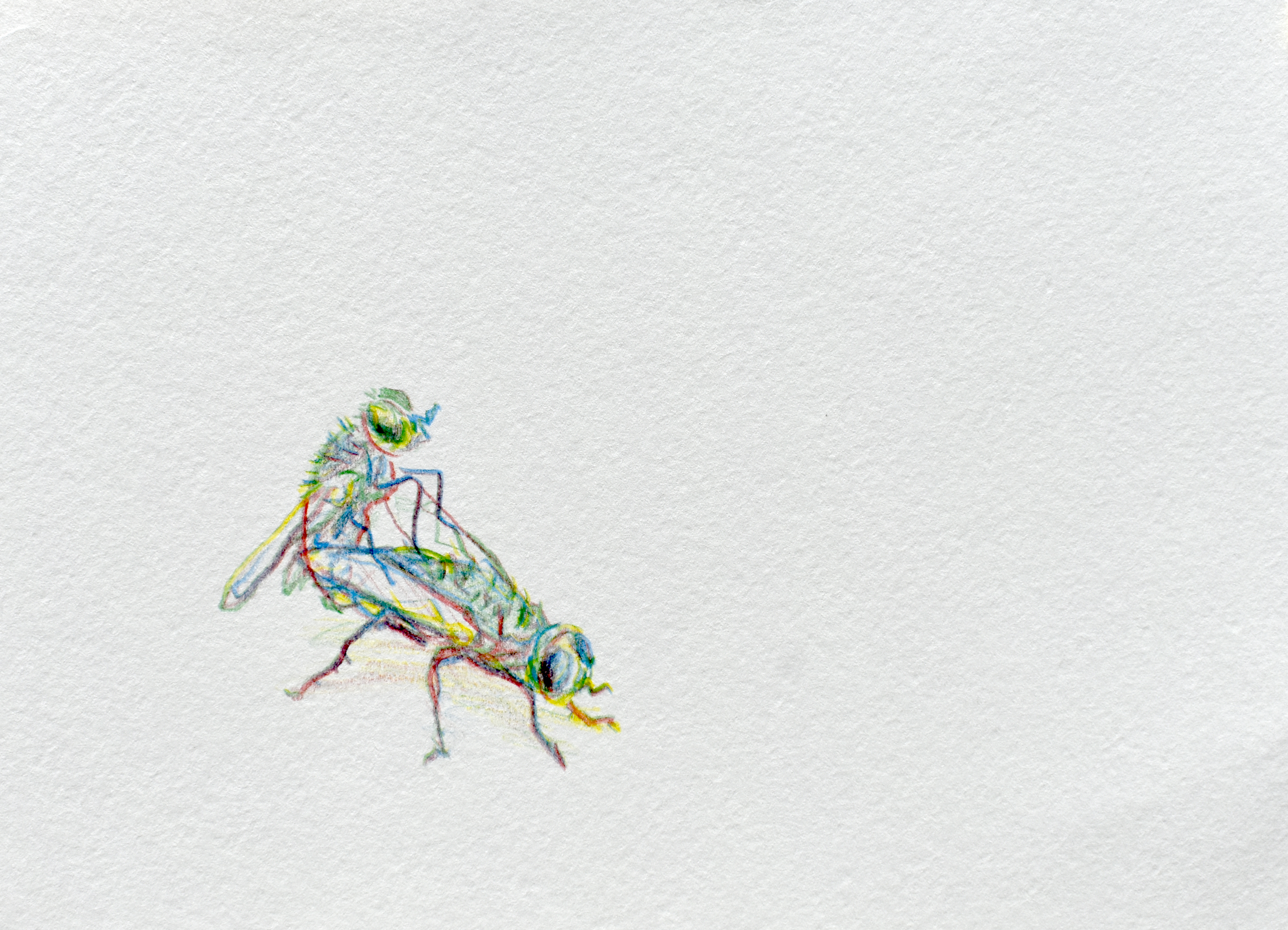 Mosca — dibujo 2