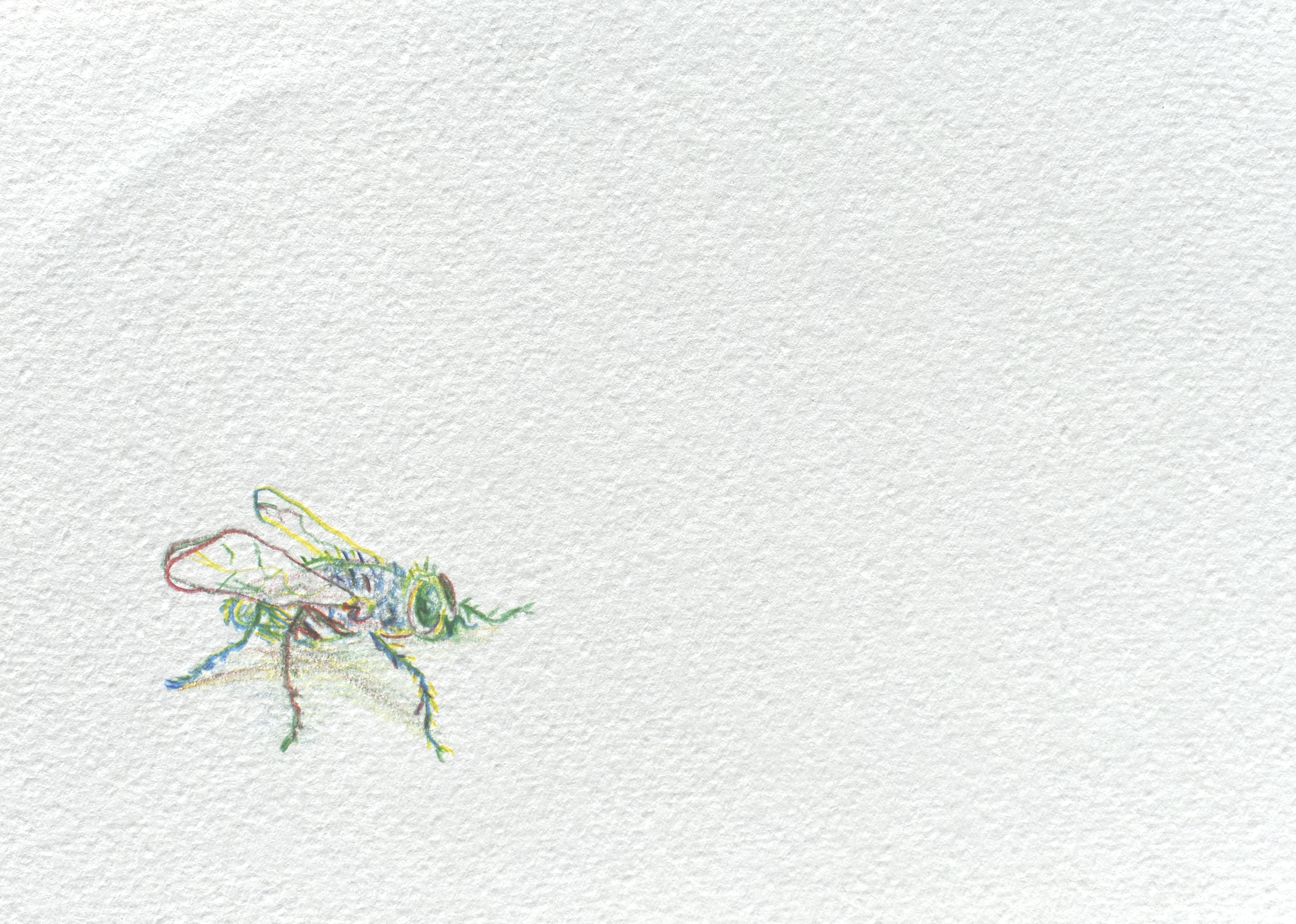Mosca — dibujo 3